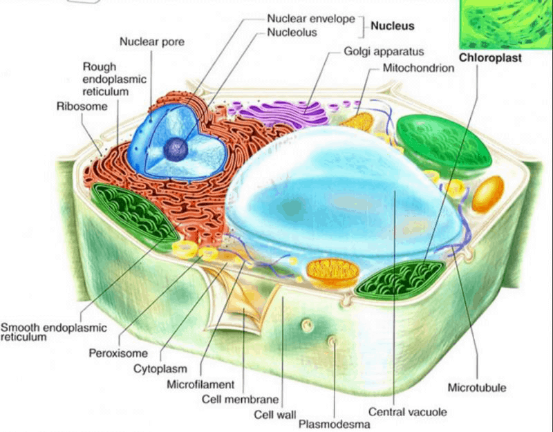 Fungsi Organel-Organel Sel: Struktur Dan Gambar LENGKAP