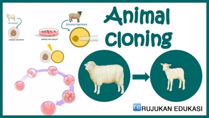 Kloning Adalah Suaru Kegiatan Atau Teknik Yang Bertujuan Untuk